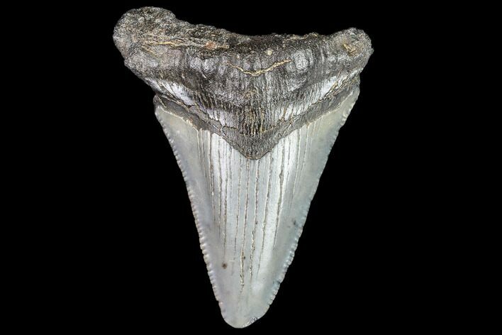 Juvenile Megalodon Tooth - Georgia #111625